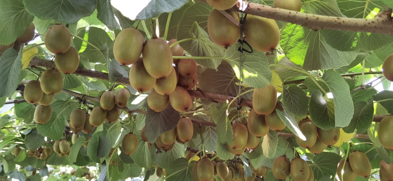 我公司助力西峡县“两山”基地创建