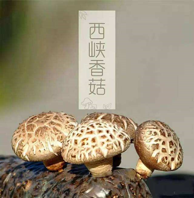 我公司助力西峡县“两山”基地创建